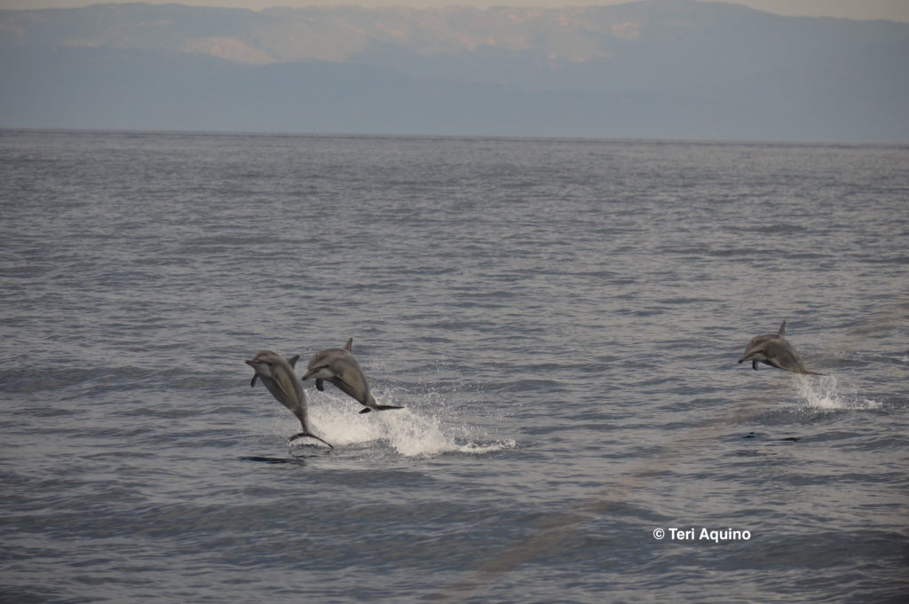Three Spinner dolphins